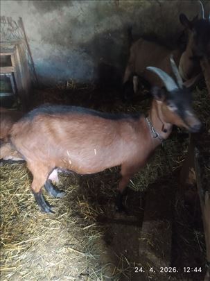 3 koze alpinke na prodaju