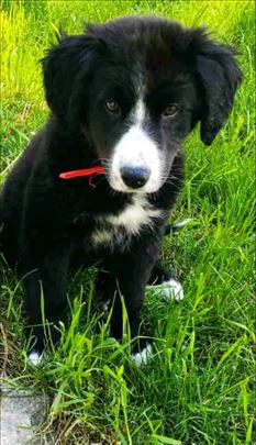 Ljubav na Dar Ljubica