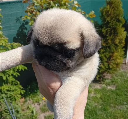 Mops