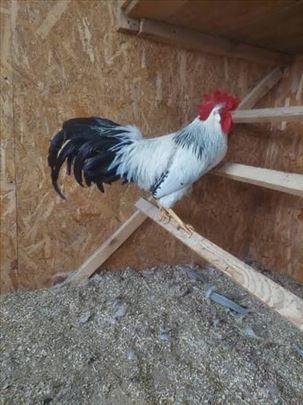 Na prodaju trio kokošaka Italijanka-Kolumbija 