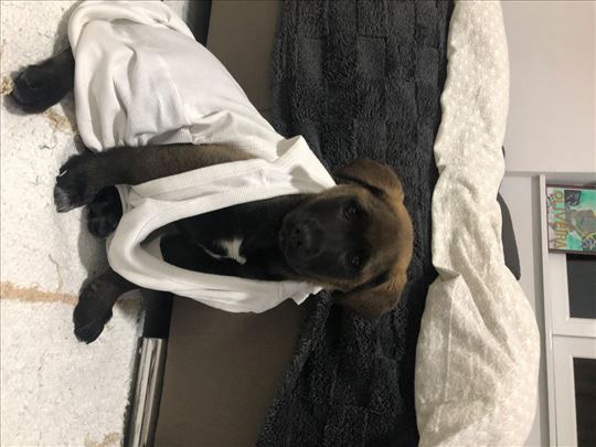 Belgijski ovčar malinois, štene poklanjam