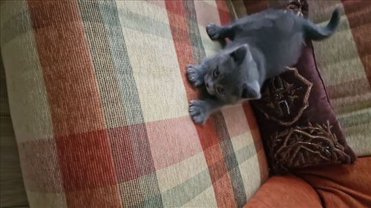 Britanska kratkodlaka, mače