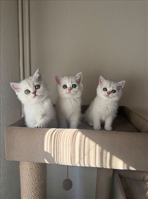 Britanska kratkodlaka, mače