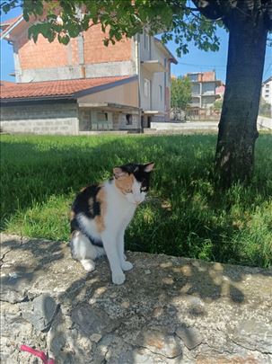 Mešanac, mače