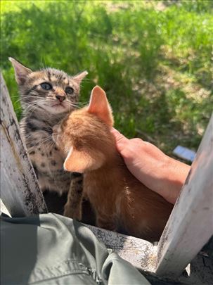 Mešanac, mlada mačka