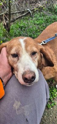 Mešanac, odrastao pas