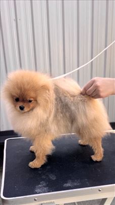 Pomeranski špic , štene