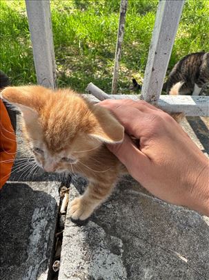 Prelepi crveni macek 1,5 mesaca star