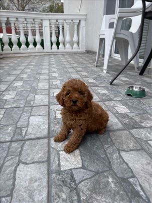 Pudla crvena toy muzjak 