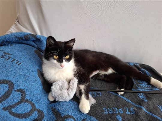 Sterilisana, umiljata i spremna da ti osvoji srce