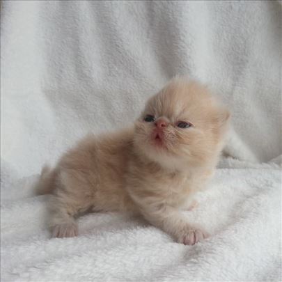 Vrhunski persijski mačici 