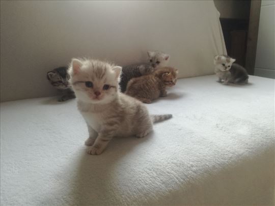 Britanska kratkodlaka, mače