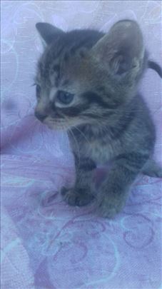 Poklanjam 3 tigrasta domaca macica