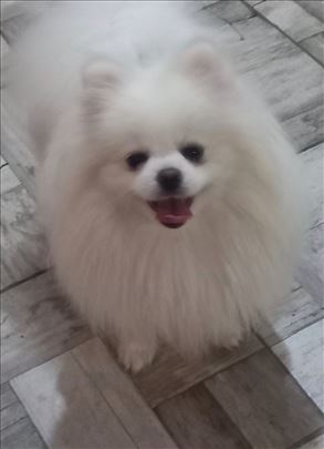 Pomeranac ženka – teddy bear, HIT cena