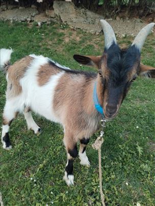 Prodajem Alpske Jarice 