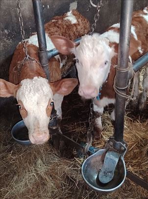 Prodajem dva muska teleta