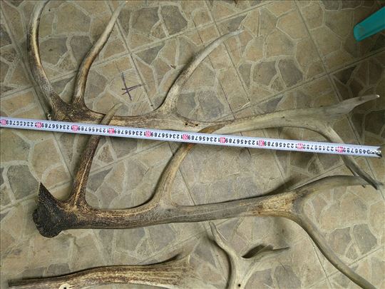 Prodajem jelenske rogove