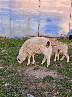 Prodajem stado ovaca