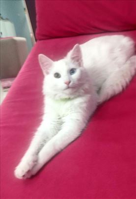 Turska Angora , mlada mačka