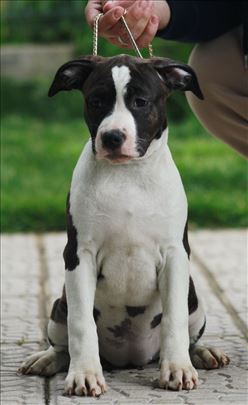 Američki stafordski terijer, štene