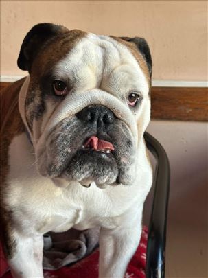 Buldog, odrastao pas