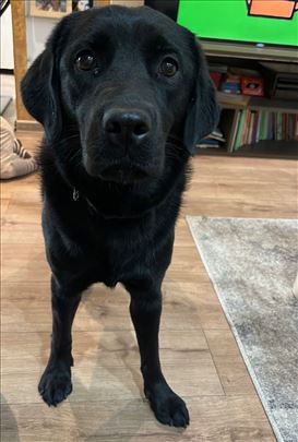 Labrador retriver, mlad pas poklon