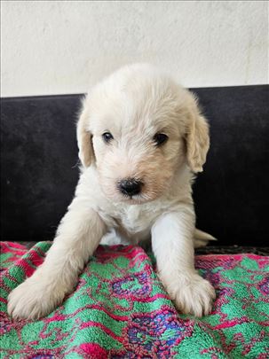 Lagoto romanjolo, štene