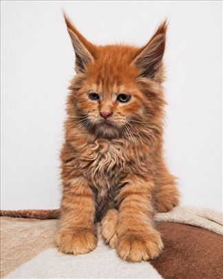Maine Coon Rezervacije 