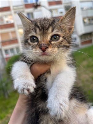 Najslađi Zvonko traži dom 