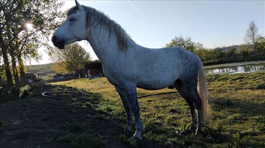 Pastuv i kobila na prodaju