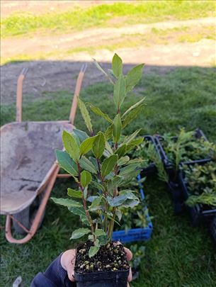 Prodajem lovorov list (zacinski)