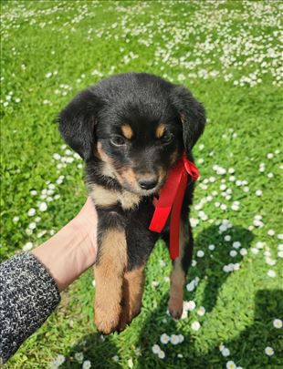 Udomljava se Dejzi, štene od 2 meseca, Bg/NS/Pa