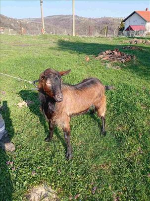 Jarac i jalova koza