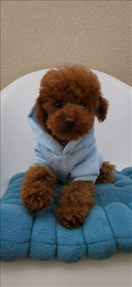 Luxury Toy i Teacup crvena Pudla