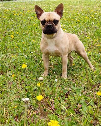 Francuski buldog-zenka