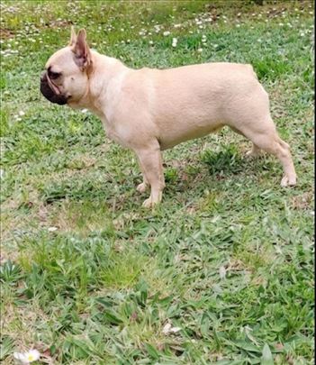 Francuski buldog-zenka