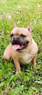 Francuski buldog, Caramel-muzjak