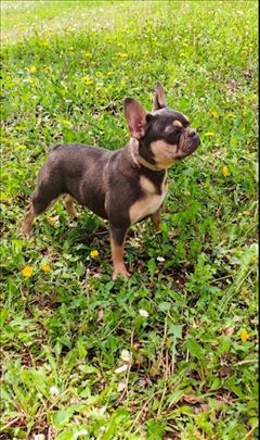 Francuski buldog-zenka