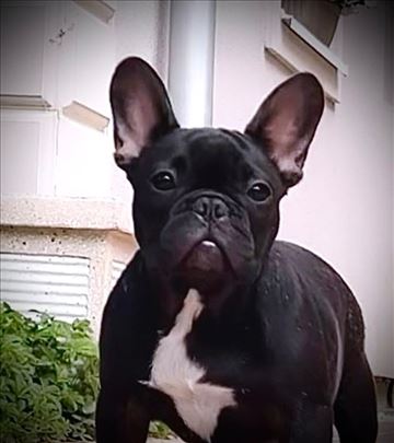 Francuski buldog stenci -3 m. zens.-top line ! 