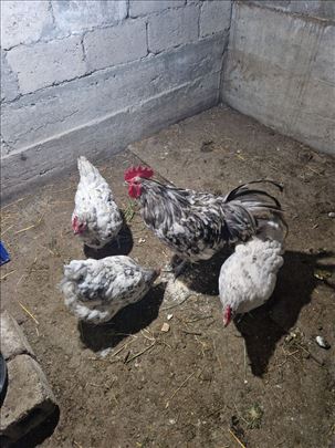 Jato splesh australorpa