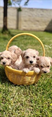 Maltipoo, štene