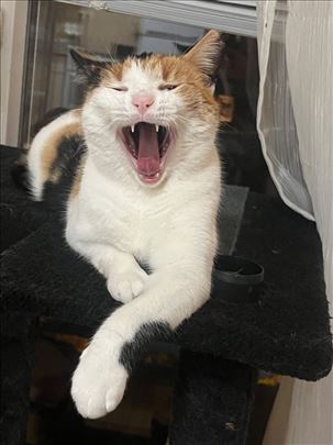 Milica lepotica , donosi sreću , Beograd 