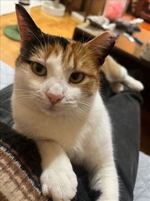 MILICA naveća maza iz Beograda 