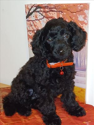 MINI pudla stene, devojcica