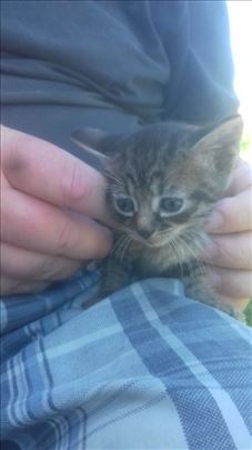 Musko domace mace trazi dom