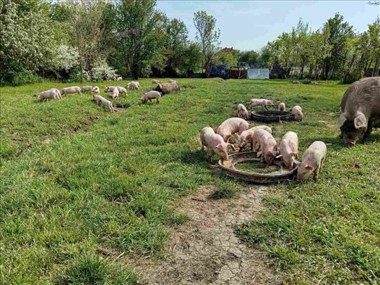 Na prodaju prasici tezine od 18-22kg