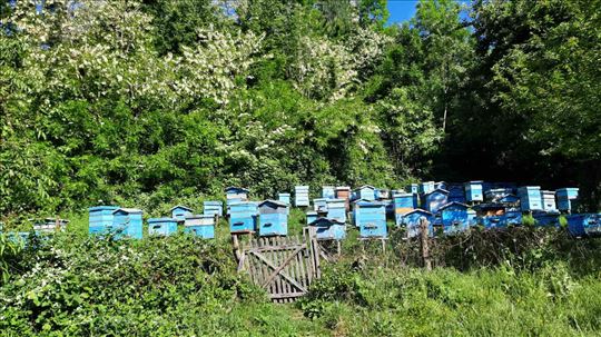 Prodajem kompletna drustva D.B. sistema košnica