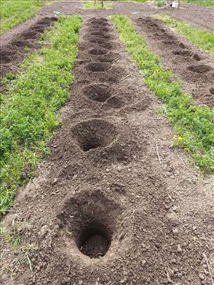 Usuzno busenje rupa u zemlji 