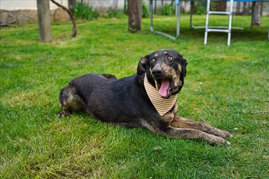 Ceca traži srodnu dušu 