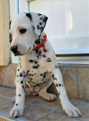 Dalmatinski pas , štene